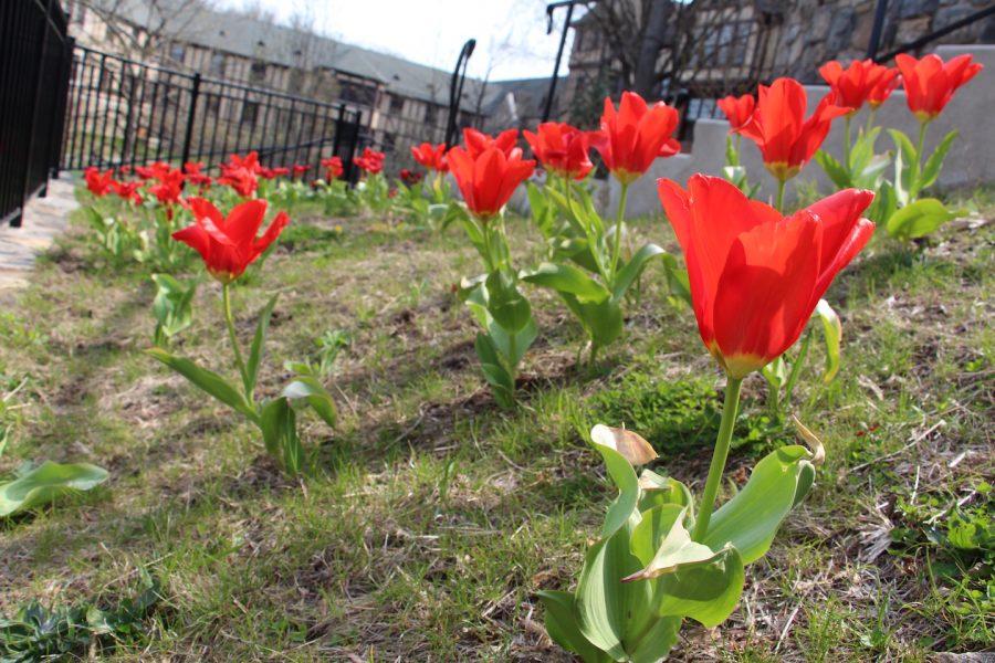 Red+tulips+planted+by+the+Hackley+community+in+the+fall+bloomed+this+April.