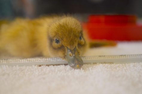Upper School Biology hatches ducks: Watch live!