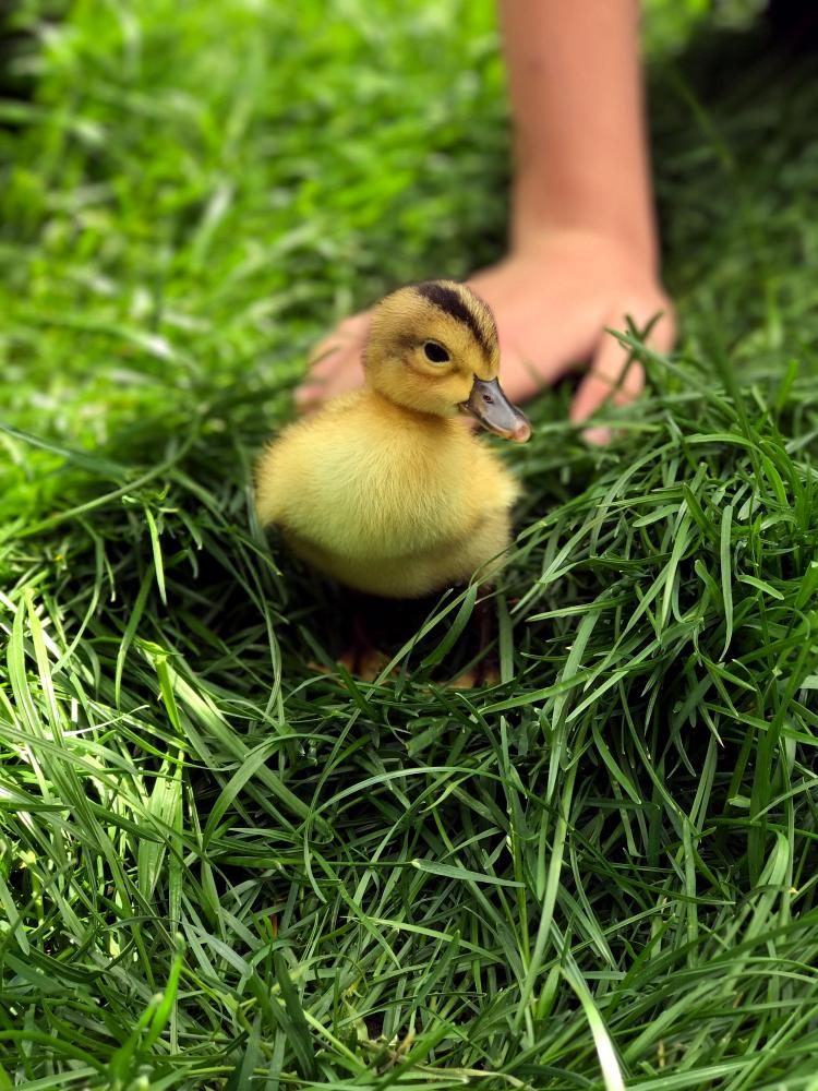 A few days after they hatched, the ducks spent their first afternoon exploring the courtyard and enjoying the spring weather. Students gathered outside to watch them interact with one another in the outside world.