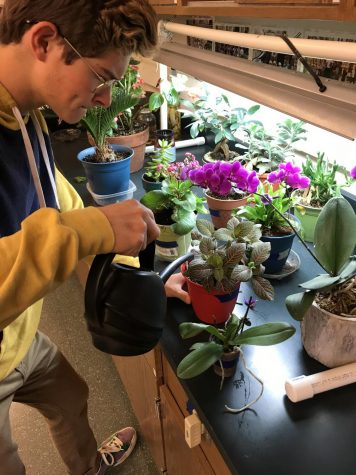 Senior Ben Marra diligently waters his nerve plant. Native to South American rain forests, nerve plants are known for white and pink veins on their leaves. 