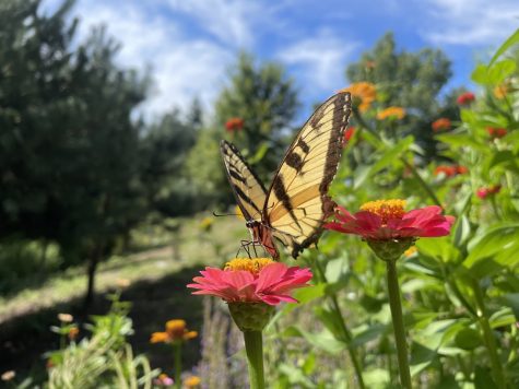 The butterflies are finally settling in to Hackleys orchard! Over 20 different types of butterflies and bees have arrived!