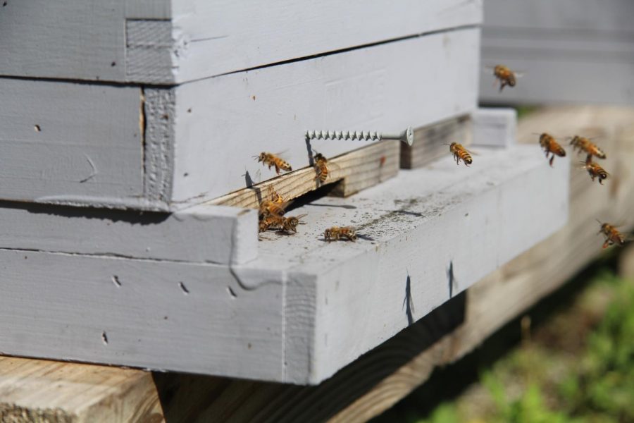 Hackleys beehives bustle about as pollen is brought back to its queen! Thanks to the bees hard work, harvesting honey for future events should pose no problem!