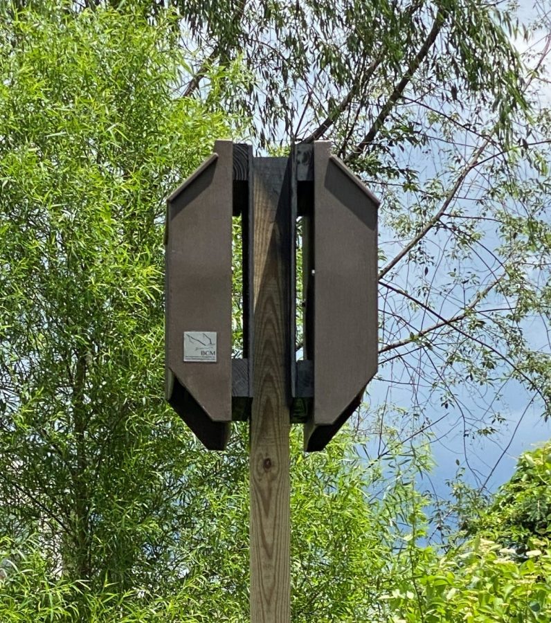 The bat houses have been planted onto Hackleys orchard. Surrounded by the beautiful scenery, the houses await for bats to settle into their forever homes. Until then, Mark Green and the other caretakers of the bat houses will continuously check and give updates to the community.