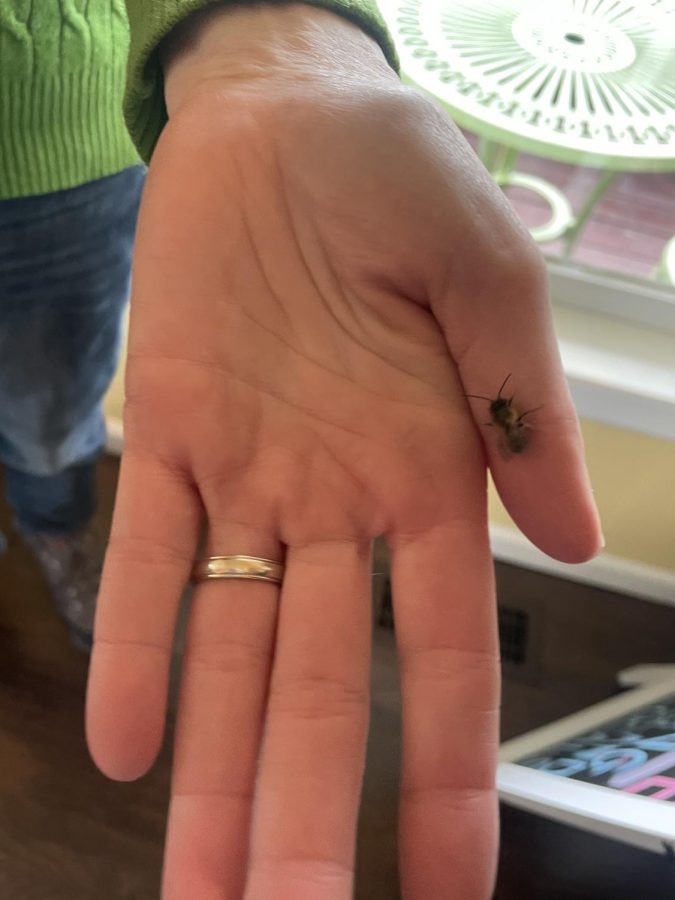 Laura Khlare, the owner of Blossom Meadow Farm, where Hackley’s mason bees came from, shows a male bee in her hand. Mason bees are much smaller than other bees and non-aggressive.