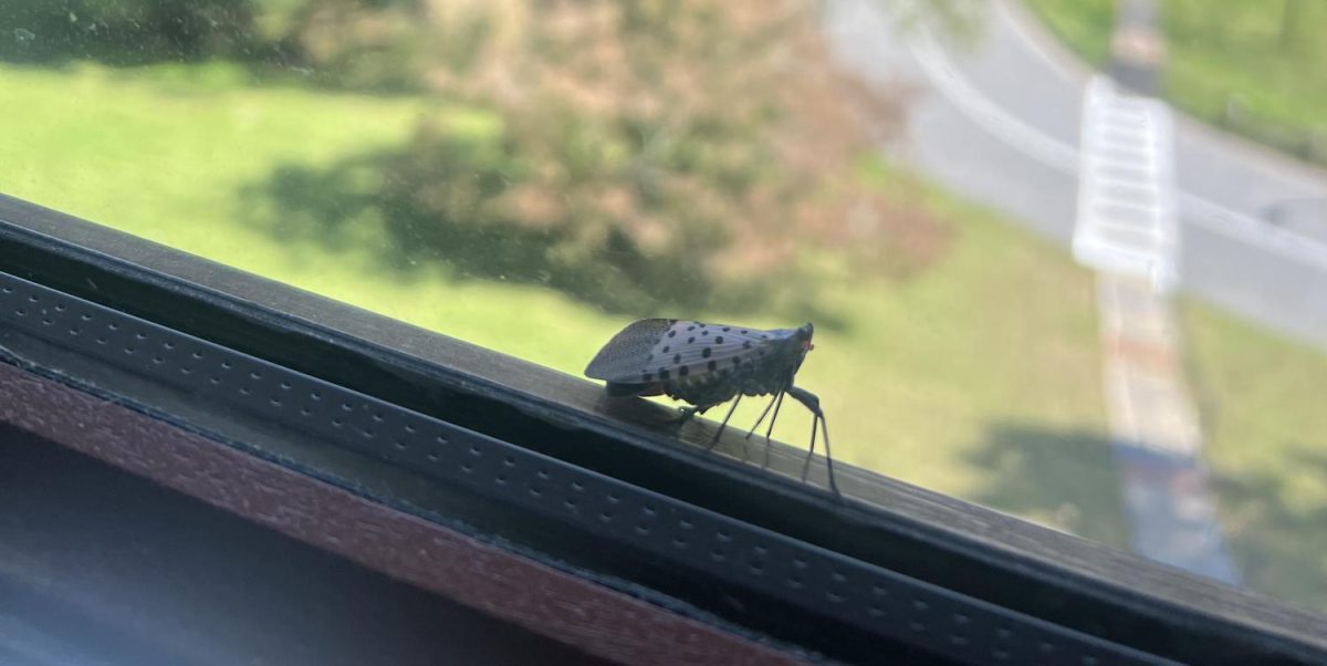 A+spotted+lanternfly+seen+on+a+window+outside+of+a+Raymond+classroom.+Surprisingly%2C+it+was+by+itself+compared+to+the+large+swarms+that+are+commonly+seen.+