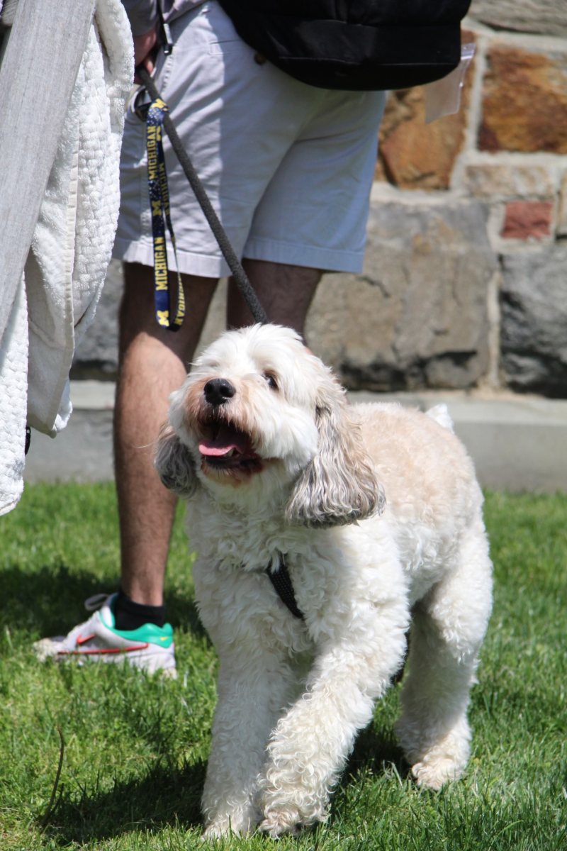Senior Tommy Trosos dog, Cooper, greets many people and walks around the Quad. Cooper enjoys playing fetch with his favorite tennis ball and his owners classmates.