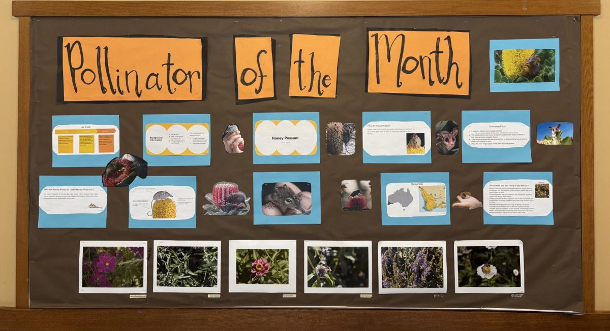 The Pollinator Club have a bulletin board in the science hallway featuring the "Pollinator of the Month." This month the pollinator is the Honey Possum and the bulletin features facts and images of the pollinator. In addition to the bulletin, the club hosts events such as the honey spinning event which will take place in February. 