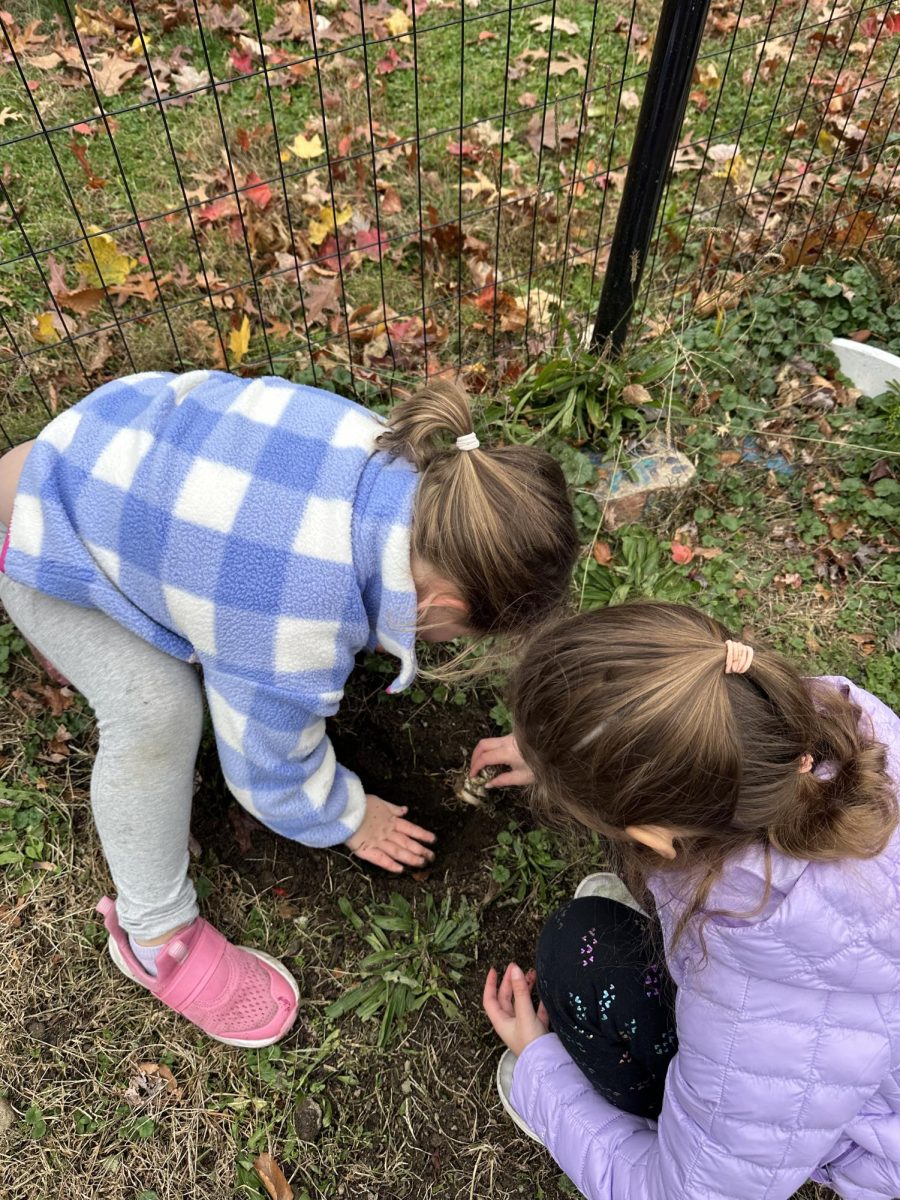 Kindergarteners work on bulb planting during AFER class. Getting the chance to enjoy the outdoors during fall while helping save the orchard is a great experience for the new Hackley students.